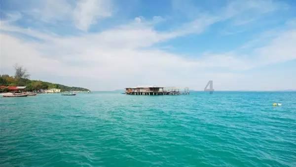 面对车流,它却没有任何躲避,也许,当它流浪那一刻,心也死了